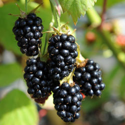 Rubus hybrid `black satin`<br /> 